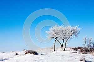 Trees on snowfield