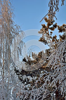 Trees in a snowy forest, winter, closeup