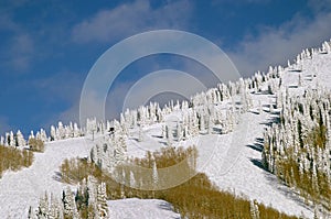 Trees on snowy mountainside photo