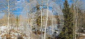 Trees in Snowy Winter Forest Scene