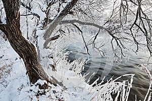 The trees with soft rime by the riverside