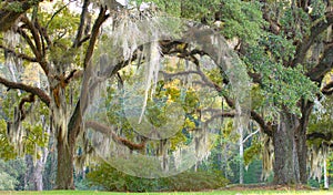 Trees with spanish moss