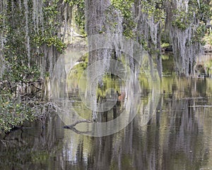 Trees, Spanish Moss and Reflections