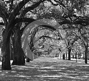 Trees with Spanish moss Tillandsia usneoides