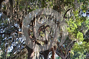 Trees with Spanish moss Tillandsia usneoides