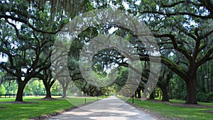 Trees with Spanish moss Tillandsia usneoides