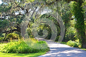 Trees with Spanish moss Tillandsia usneoides