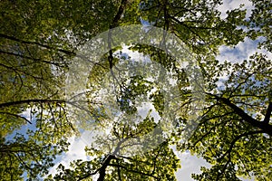 Trees in spring