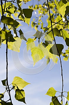 Trees spring birch lighting back