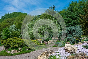 Trees with Spring Blossoms in Garden