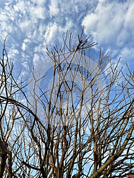 Trees in the spring blue skyes