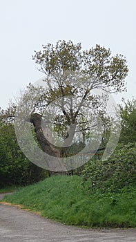 Trees in Spring