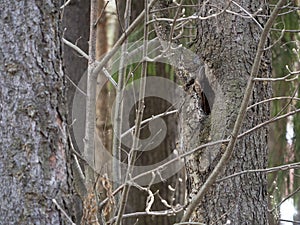 Trees in the spring forest close up. There is a hollow in the trunk of the nearest tree. Forest background