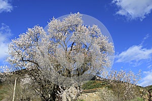 Trees in spring in Huesca