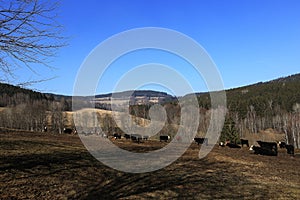 Trees, Spring Landscape, Hartmanice, Bohemian Forest (Å umava), Czech Republic