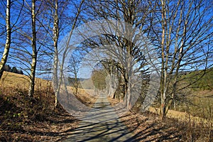 Trees, Spring Landscape, Hartmanice, Bohemian Forest (Å umava), Czech Republic