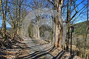 Trees, Spring Landscape, Hartmanice, Bohemian Forest (Å umava), Czech Republic