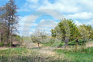 Trees in Spring photo
