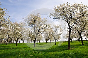 Trees on the Spring Meadow