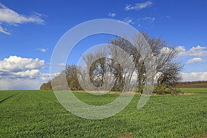 Trees on spring meadow