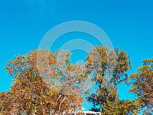 Trees during the spring season on the top a hill in Bangladesh, south Asia