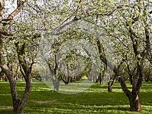 Trees at springtime