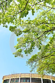 Trees in springtime