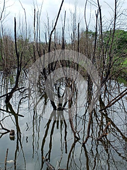 Trees stand dead and dry in pools of dirty water Environmental Effects