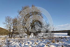 Trees stand out in the low winter sun and look golden against the snowy conditions and clear blue sky  of a very cold Clunie Loch.