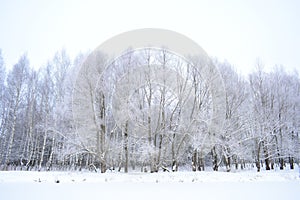 Trees stand in silvery frost. Snow forest on the shore of the pond, landscape Park tree branches in the ice. Frozen pond pond