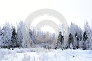 Trees stand in silvery frost. Snow forest, trees in the frost, white snowdrifts. Winter forest, tree branches in frost. Cloudy sky