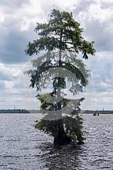 Trees standing alone in the Great Dismal Swamp in Virginia, USA