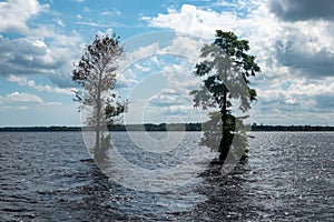 Trees standing alone in the Great Dismal Swamp in Virginia, USA photo