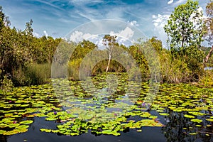 Trees standing in the marshland water.