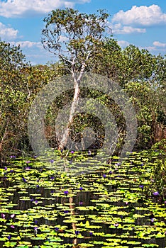 Trees standing in the marshland water.