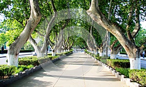 The trees standing on the road