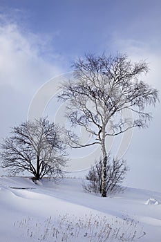 Trees Standing On Snow