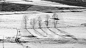 trees standing on white snow with their shadow in winter landscape, black & white photo