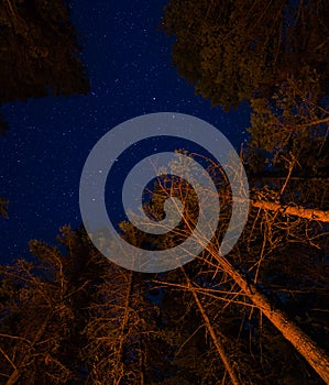 Trees and Stars above a campfire