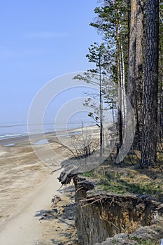 Trees on the steep bank of the Siberian Ob river in early spring