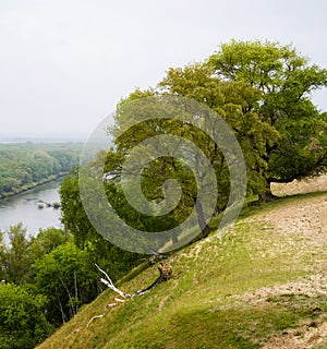 Trees on steep river bank