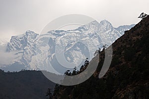 Trees at steep slope and snow mountain, Everest trek, Himalayas, Nepal