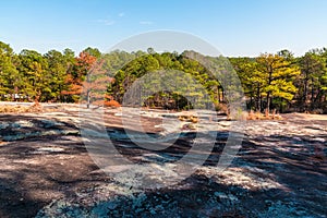 Trees and stone ground in Stone Mountain Park, Georgia, USA