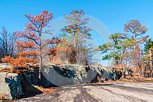 Trees and stone ground in Stone Mountain Park, Georgia, USA