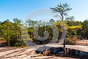 Trees and stone ground in Stone Mountain Park, Georgia, USA