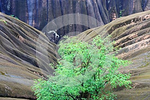 Trees and stones