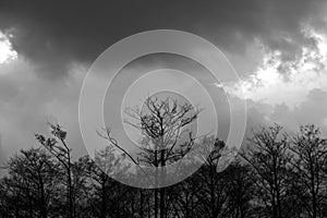 Trees and stormy clouds in black and white