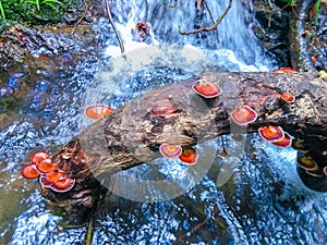 The trees in the stream grow many mushrooms.