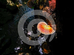 The trees in the stream grow many mushrooms.