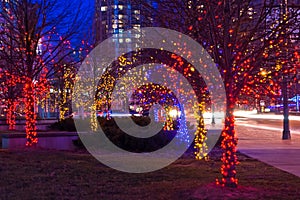 Trees on street decorated with christmas lights